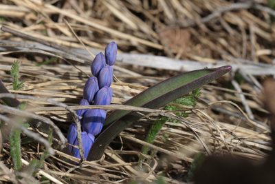 Scilla bifolia, photographed by Carroll