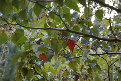 Homalanthus populifolius, photographed by Tony Rebelo