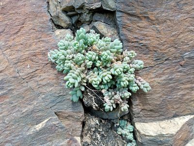 Sedum dasyphyllum, photographed by Josep Gesti