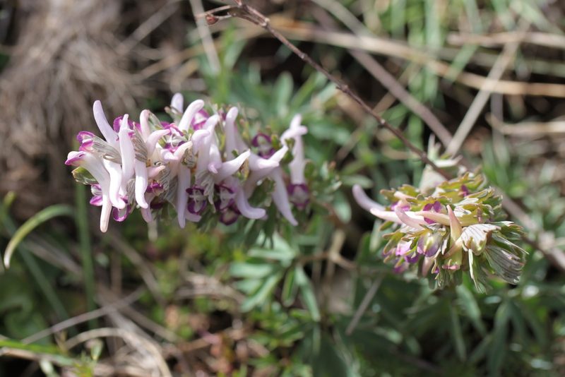 Corydalis densiflora, photographed by Carroll