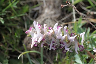 Corydalis densiflora, photographed by Carroll