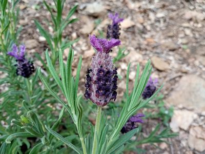 Lavandula stoechas, photographed by Josep Gesti