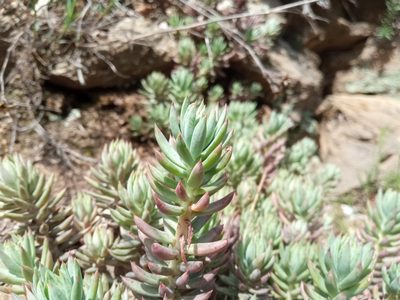 Petrosedum sediforme, photographed by Josep Gesti