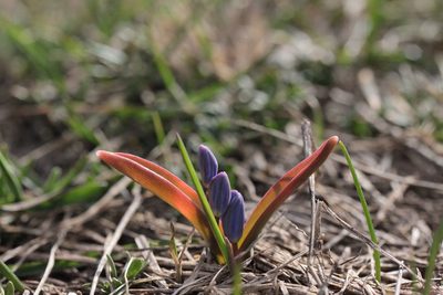 Scilla bifolia, photographed by Carroll