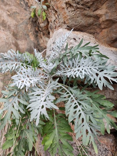 Centaurea panormitana, photographed by Riccardo Rocca