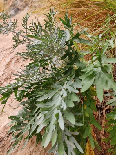 Centaurea panormitana, photographed by Riccardo Rocca