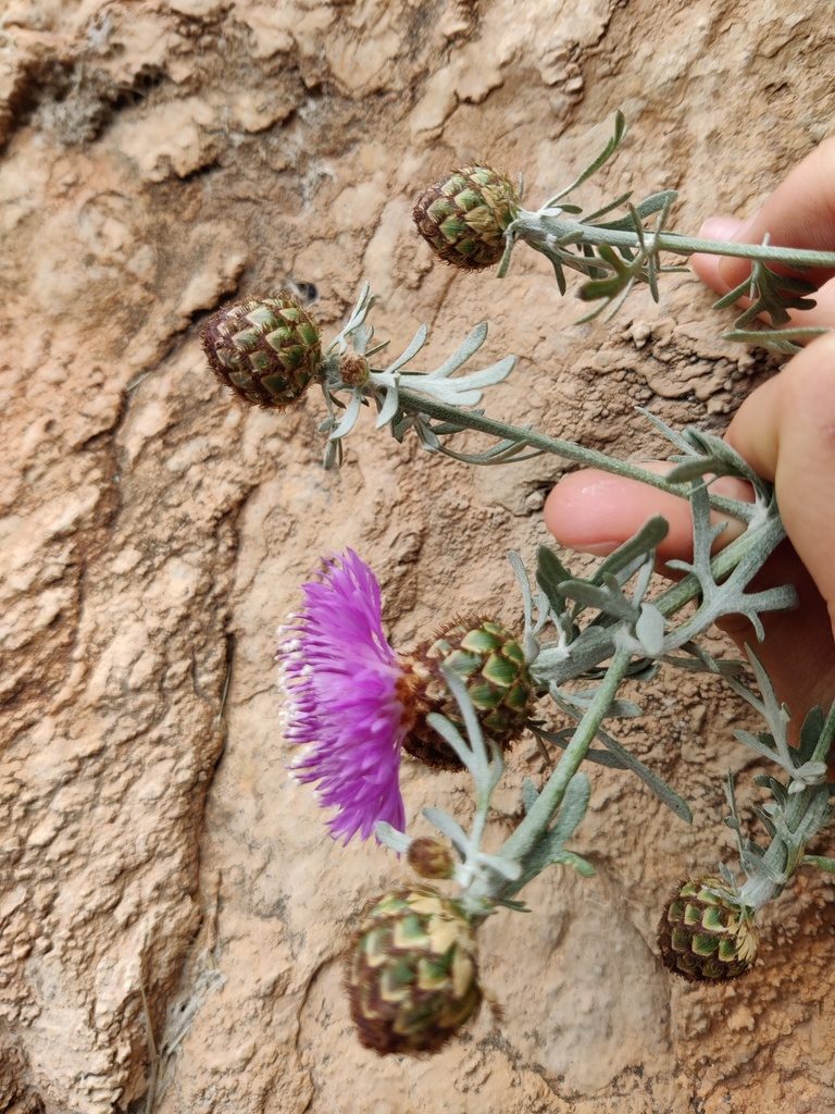 Centaurea panormitana, photographed by Riccardo Rocca