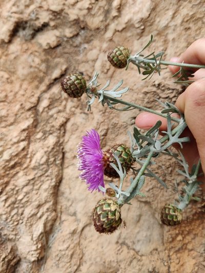 Centaurea panormitana, photographed by Riccardo Rocca