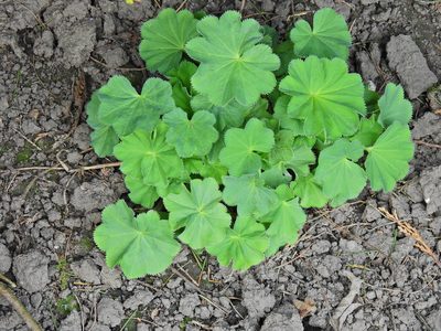 Alchemilla mollis, photographed by Susan Marley