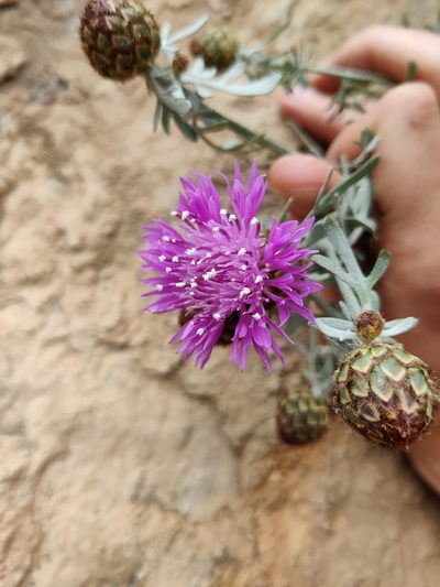 Centaurea panormitana, photographed by Riccardo Rocca
