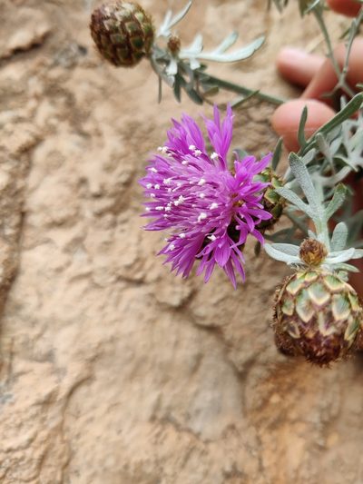 Centaurea panormitana, photographed by Riccardo Rocca