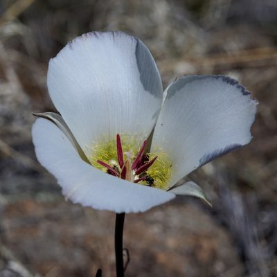 Calochortus ambiguus, photographed by Andrew Tree