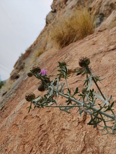 Centaurea panormitana, photographed by Riccardo Rocca