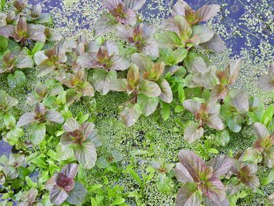 Mentha aquatica, photographed by Susan Marley