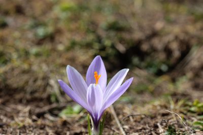 Crocus neapolitanus, photographed by Carroll