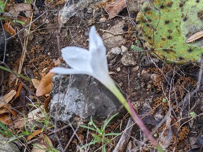Zephyranthes drummondii, photographed by Adam Kranz
