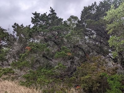 Juniperus ashei, photographed by Adam Kranz
