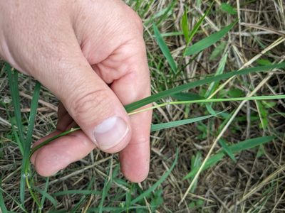 Dichanthium annulatum