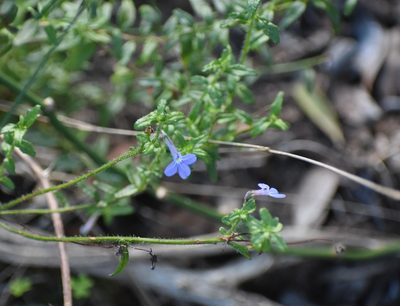 Lobelia neglecta, photographed by Justin Ponder