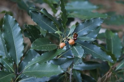 Pittosporum undulatum, photographed by Tony Rebelo