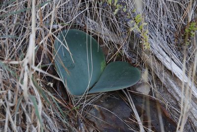 Haemanthus coccineus, photographed by Tony Rebelo