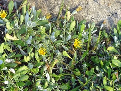 Gazania rigens, photographed by Shaun Swanepoel