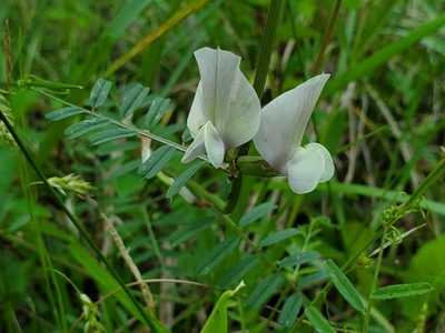 Vicia grandiflora, photographed by Samuel A Schmid, PhD, PWS