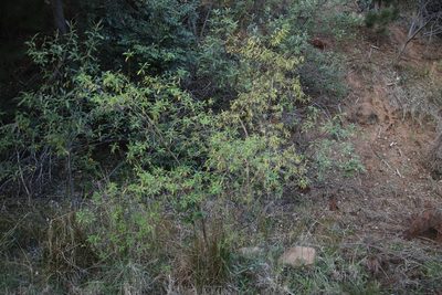 Hypericum canariense, photographed by Tony Rebelo