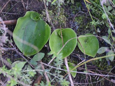 Satyrium acuminatum, photographed by Justin Ponder