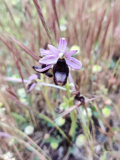 Ophrys bertolonii, photographed by Riccardo Rocca