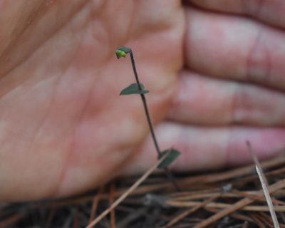 Disperis macowanii, photographed by Justin Ponder
