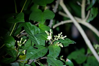 Mussaenda parviflora, photographed by Moogoo Lee