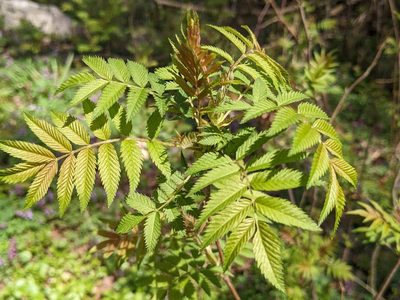 Sorbaria sorbifolia, photographed by Patrick Hanly