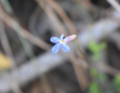 Lobelia neglecta, photographed by Justin Ponder