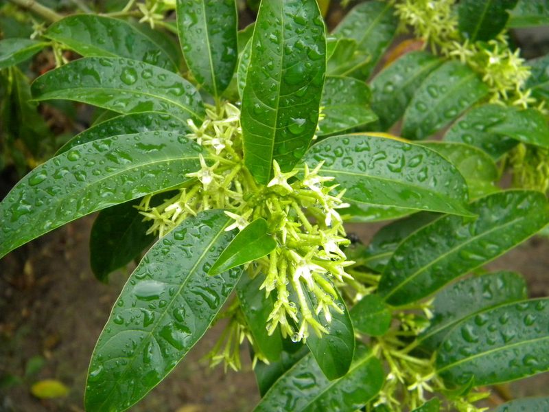 Cestrum axillare, photographed by Tim Kirsten