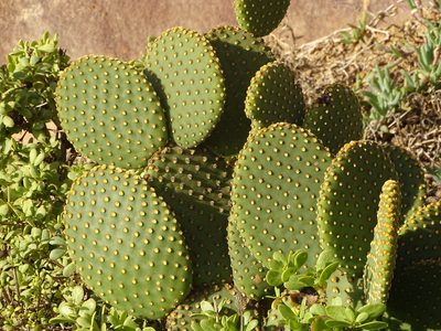 Opuntia microdasys, photographed by Shaun Swanepoel