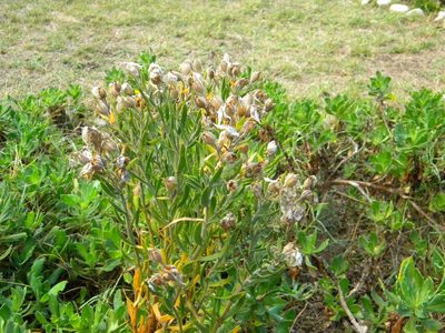 Orphium frutescens, photographed by Tim Kirsten