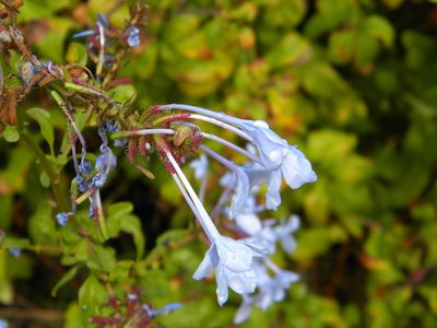 Plumbago auriculata, photographed by Tim Kirsten