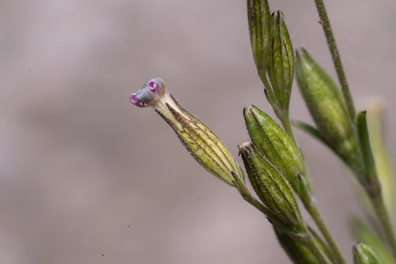 Silene nocturna, photographed by Eleftherios Katsillis
