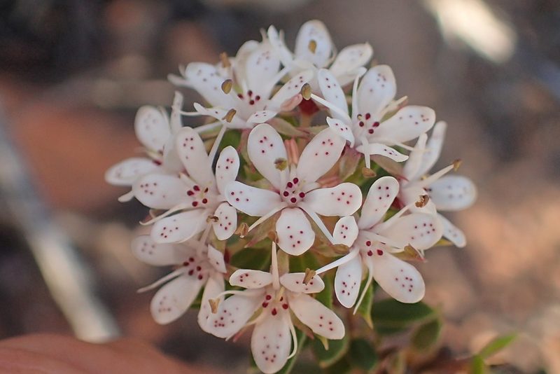 Agathosma puberula, photographed by Peter Warren