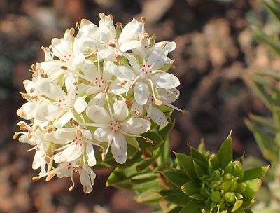 Agathosma puberula, photographed by Peter Warren
