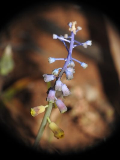 Muscari spreitzenhoferi, photographed by Yves Bas