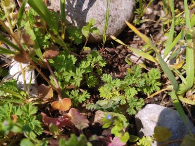 Alchemilla arvensis, photographed by Gabriel Mayrhofer