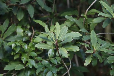 Myrsine melanophloeos, photographed by Tony Rebelo