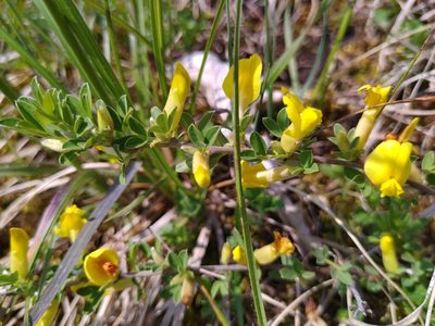 Chamaecytisus ratisbonensis, photographed by Gabriel Mayrhofer