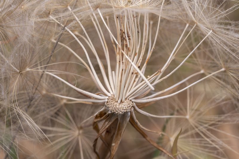 Tragopogon coelesyriacus, photographed by Eleftherios Katsillis