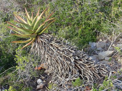 Aloe ferox, photographed by Shaun Swanepoel