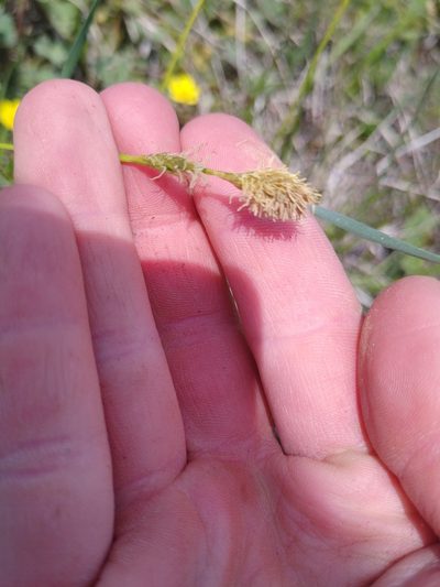 Carex michelii, photographed by Gabriel Mayrhofer