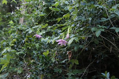 Passiflora tarminiana, photographed by Tony Rebelo
