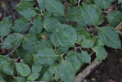 Afrocanthium mundianum, photographed by Tony Rebelo